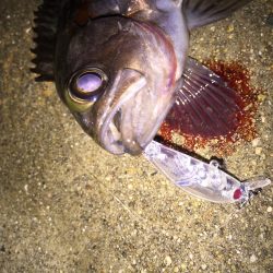 プラッキングシーズン！