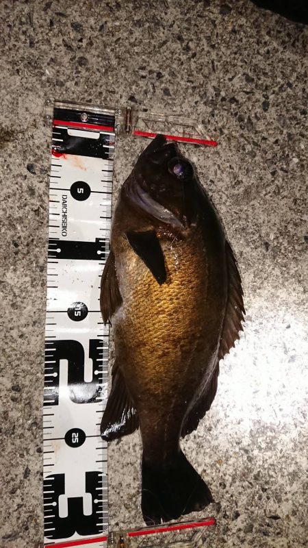 タルイチオールナイトメバリング