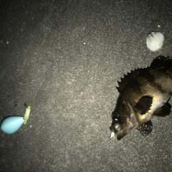 帰省してメバリング