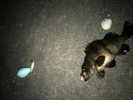 帰省してメバリング