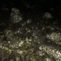 アジングのはずが…