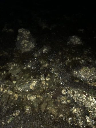 アジングのはずが…