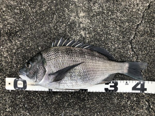 イチノ兄弟、釣果!