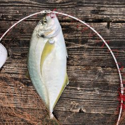 きらがわ漁場にてシマアジ釣り