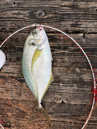 きらがわ漁場にてシマアジ釣り