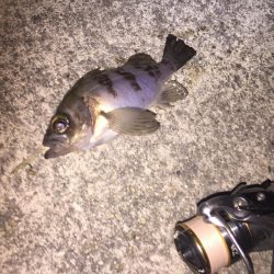 シャローメバル