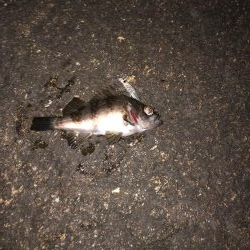 シーバスリベンジ