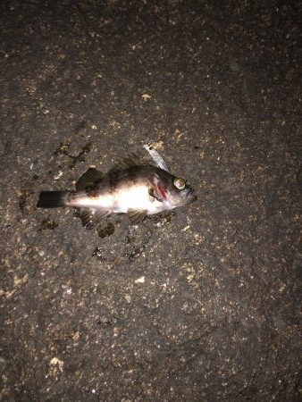 シーバスリベンジ