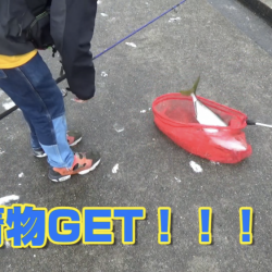 ポーアイ沖で初の青物！