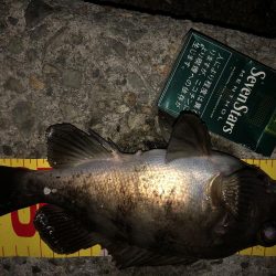 メバリングフィーバー!