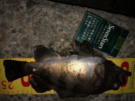 メバリングフィーバー!