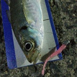 2019年4月6日釣行in岐志漁港