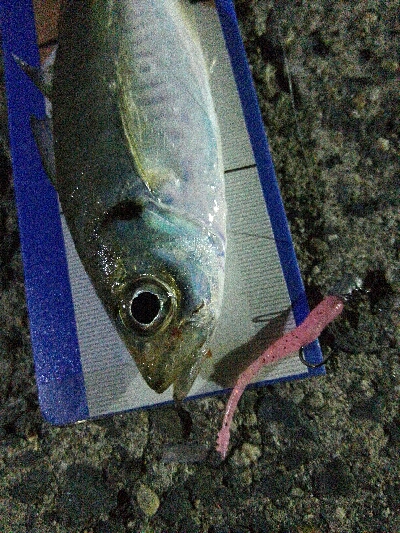 2019年4月6日釣行in岐志漁港