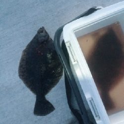 カレイに会いに2