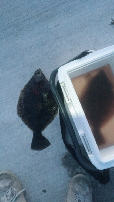 カレイに会いに2