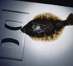 投げ釣りとルアー