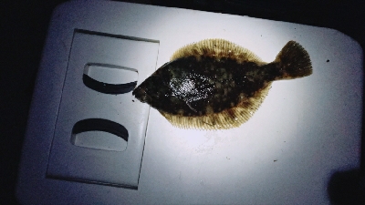 投げ釣りとルアー