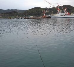 4/29釣果 残念な釣果でした。