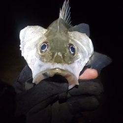 サーフシーバス