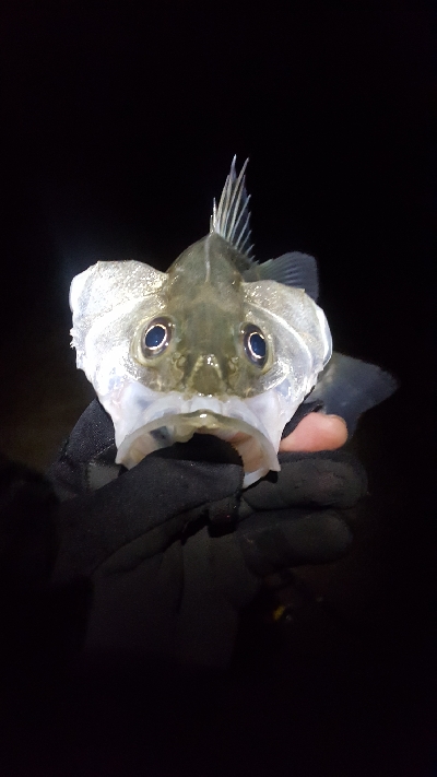 サーフシーバス