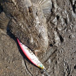 桜島サーフ釣行