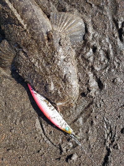 桜島サーフ釣行