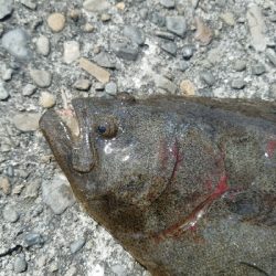 ヒラメ釣り　～晴れるとダメなのか～