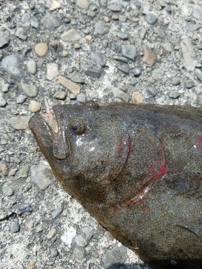 ヒラメ釣り　～晴れるとダメなのか～