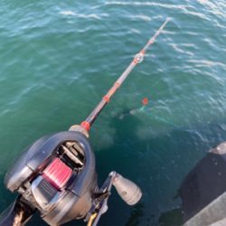 嵐の３日明けシーバス♫