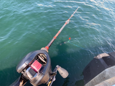 嵐の３日明けシーバス♫