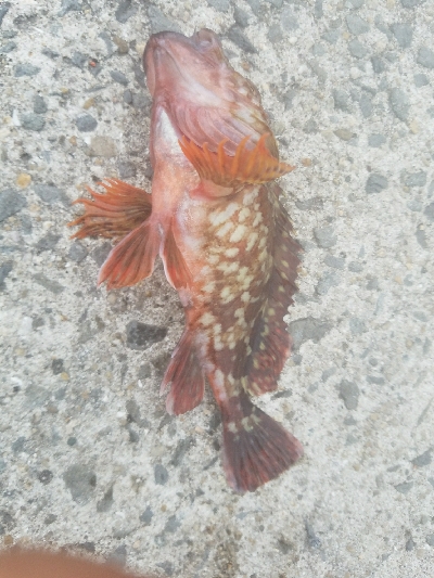 ヒラメ釣り　～色々ドジった～