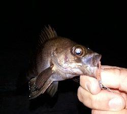 いつもの場所でいつものとおりに・・・