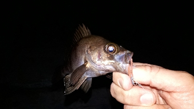 いつもの場所でいつものとおりに・・・