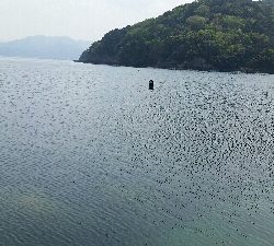 アオリイカはまだ…