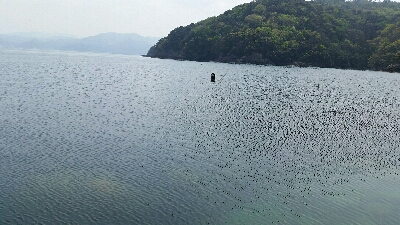 アオリイカはまだ…