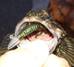 ディがシリング