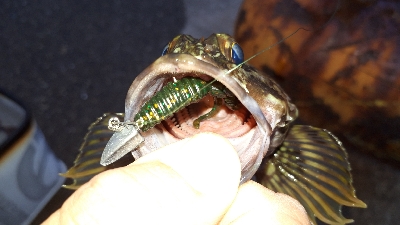 ディがシリング