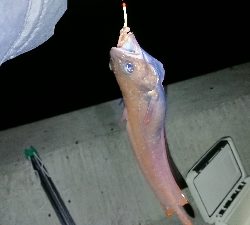 カレイに会いに