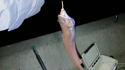 カレイに会いに