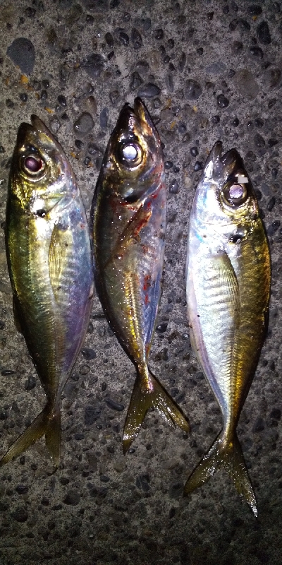 アジをさがしに。