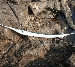 安岡渡船 ハシガハエ