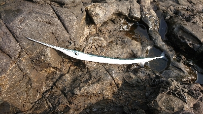 安岡渡船 ハシガハエ