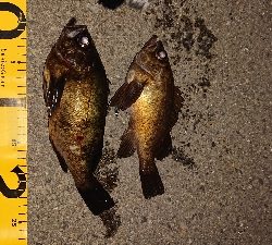 今夜もメバリング。