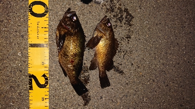 今夜もメバリング。