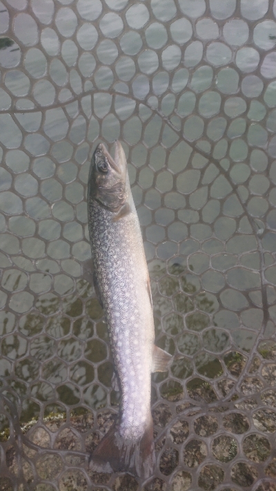 朽木渓流魚センタールアーフィールド