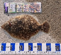 花見ガレイ、ガシラ釣り