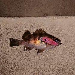 プラッキング縛り