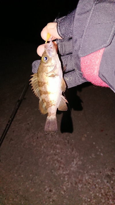 久々のポイントへ