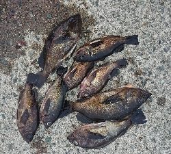 平成最後の満月釣行