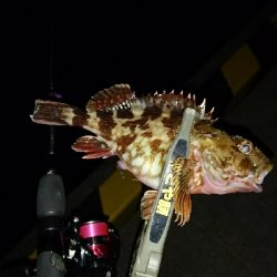 アジを求めて・・・